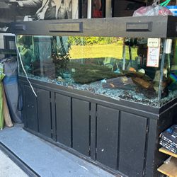 125 Gal  Fish Tank ( With Fish)