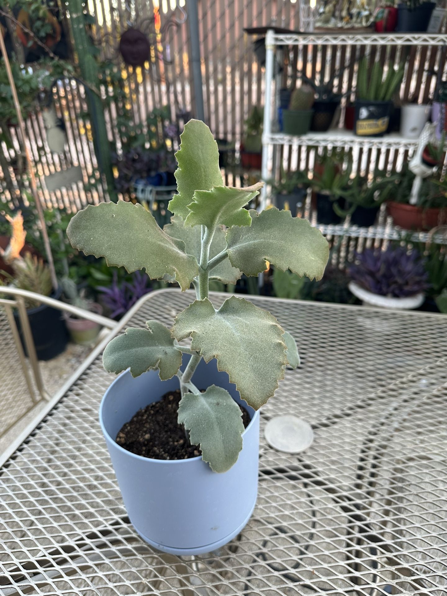 Plants for Sale