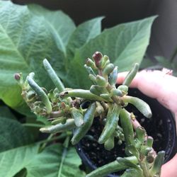 Crassula  Ovata  gollum  Succulent 