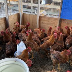 Gallos en ventas 