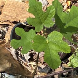 Young Fig Tree Plants