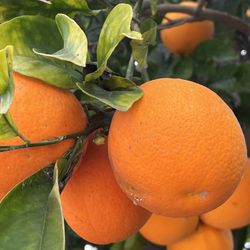 Oranges