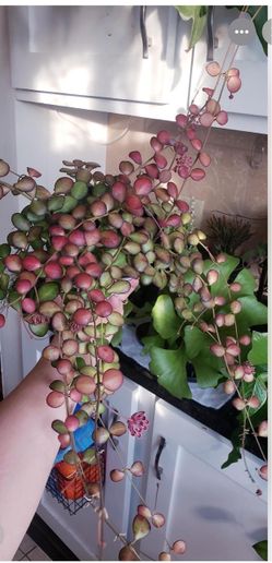 4” hoya bilobata first picture for reference