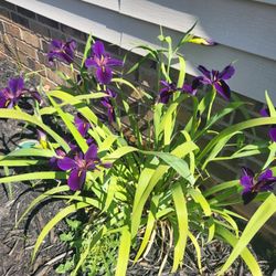 Purple Irises