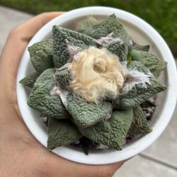 ariocarpus fissuratus godzilla Seed Grown Rare Cactus Plant 