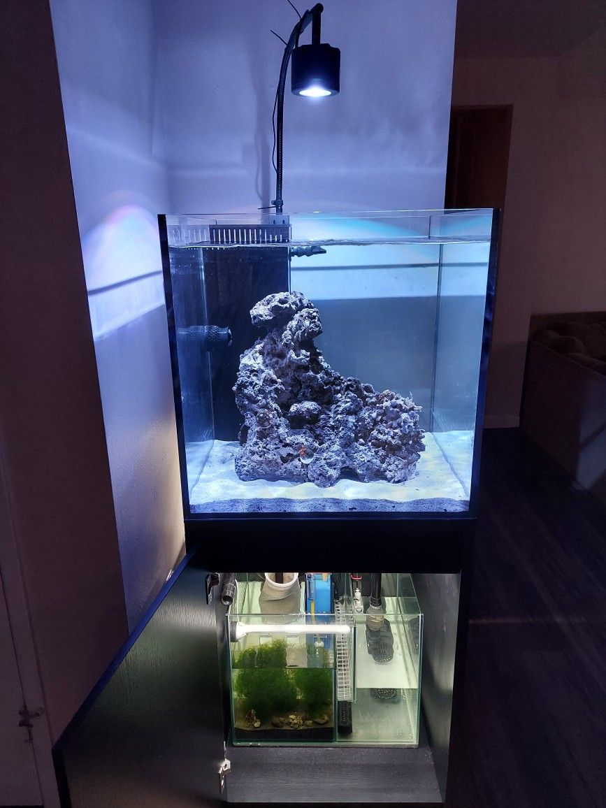 60g cube fish tank