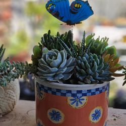 Beautiful Pots with Succulents Arrangements with Butterfly Accent