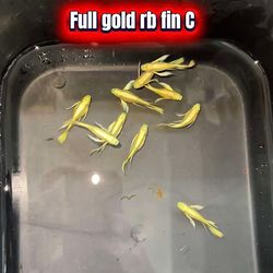 Full Gold Guppy