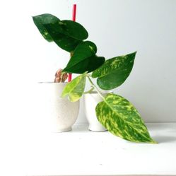 Lush High Variegation Pothos Plant/ House Plant/ Indoor Plant Flower Patio Garden Money Plant 