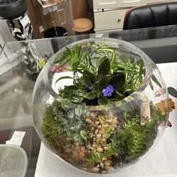 Terranium 4 Clases De Plantas