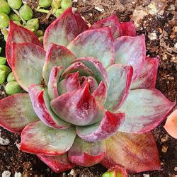 Variegated Echeveria Casio Beautiful Yes Actual Picture Pick Up In Upland Or Ship To You