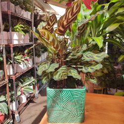 Calathea Peacock Prayer Plant