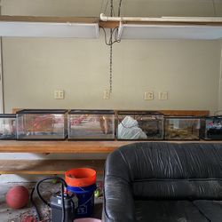 Fish Supplies