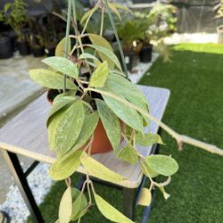 Hoya Rangsan Wax Flower Plant