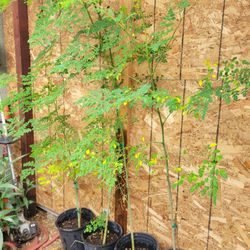 Moringa Tree