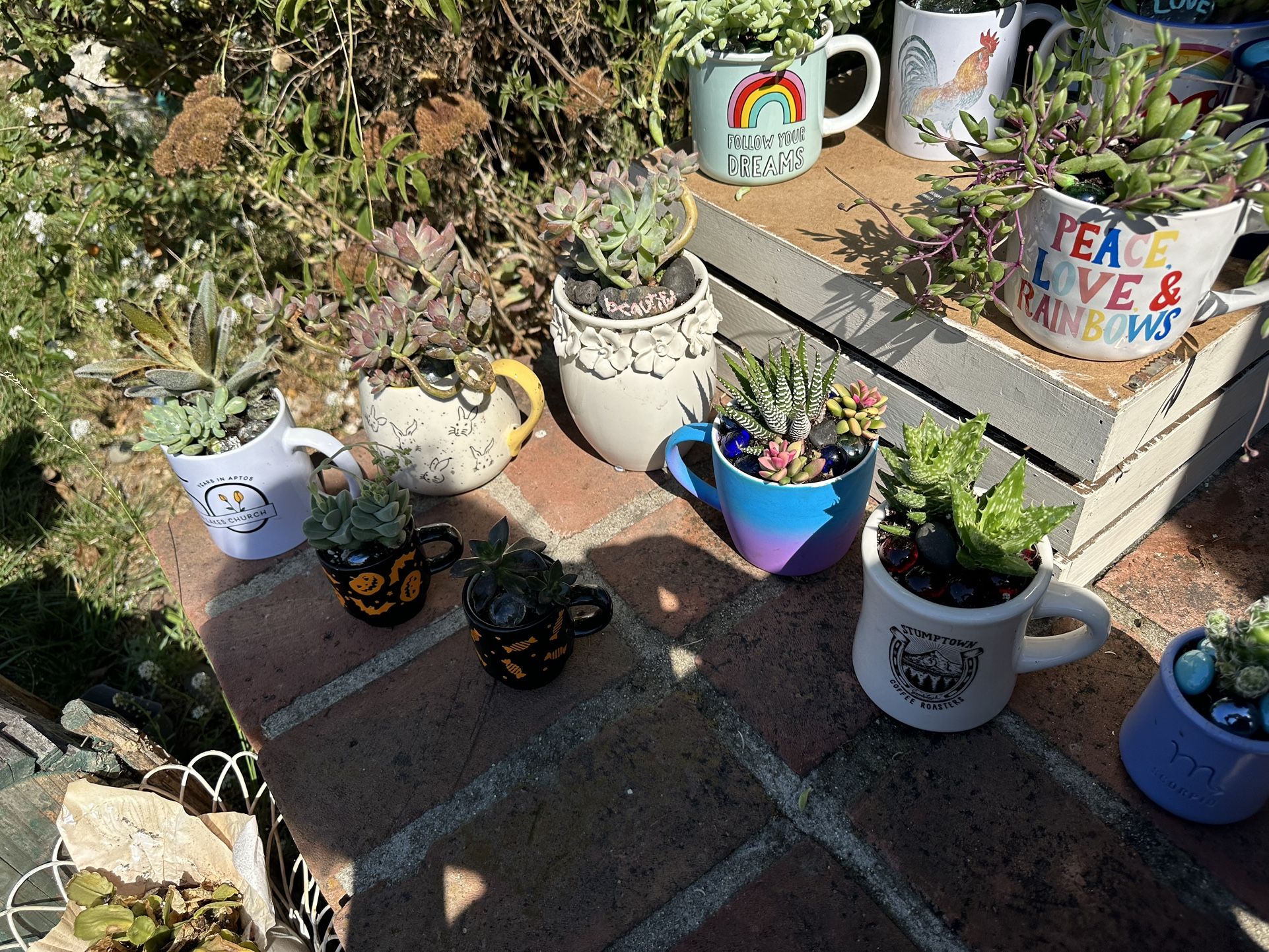 Cactuses For Sale