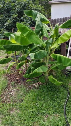 Banana Tree $15-$20