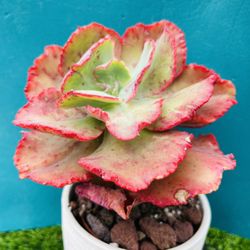 Rare Echeveria Afterglow or Echeveria Dick Wright bonsai old trunk Live Rooted , get 2 free succulent cuttings