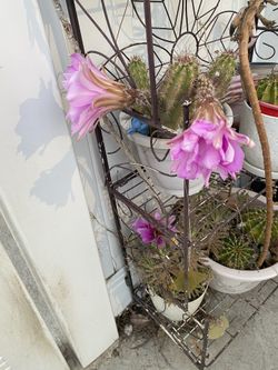 Purple Pups From This Cactus 
