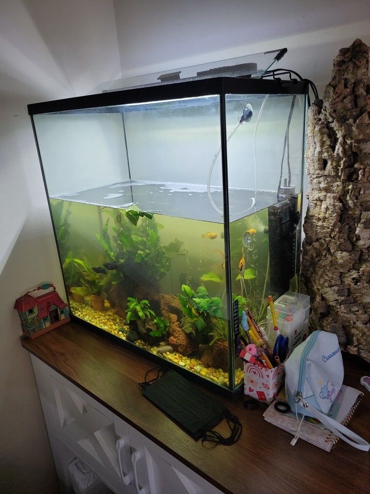 40 Gallon Fish Tank