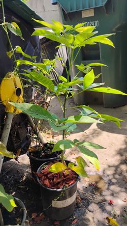 Zapote Dormilon Blanco; Matasanos