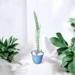 Snake Plant 