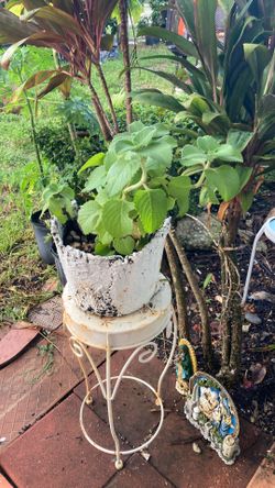 Plantas