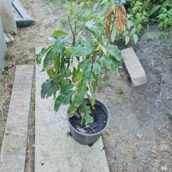 Mangos Petacones