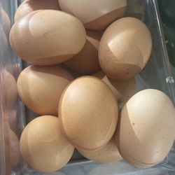 Fresh Chicken Egg