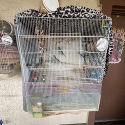 Birds Cage