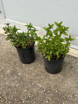 Chocolate mint organic 2 pots for $7