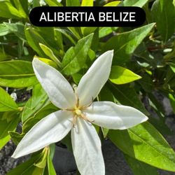 🤍 Alibertia Belize (White Bloom)