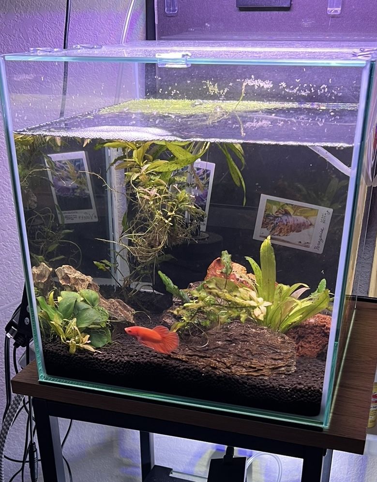 6 Gallon Aquarium