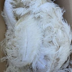 Feathers