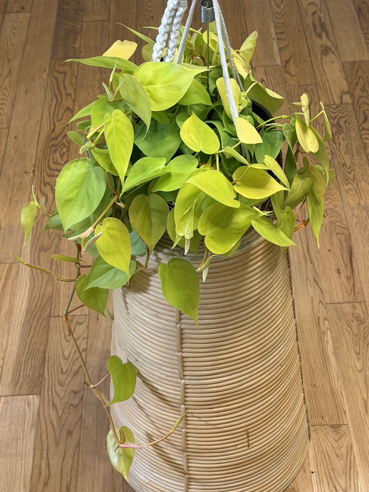 Neon Pothos With Decor Ceramic Pot And Macrame
