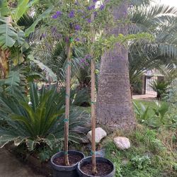 Purple Flowering Tree Plants 15 Gallon 45$ Each