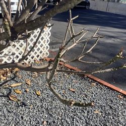 JL PINK PANSEY FRESH CUTTING 