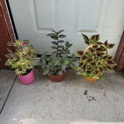 Plantas Muy Bonitas a $10 Cada Una 