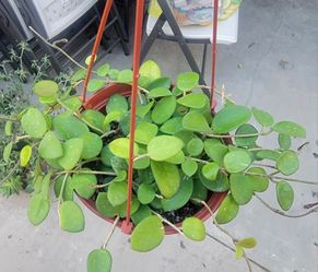 Hoya matilde
