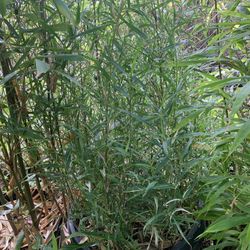 Free Bamboo in #20 size nursery pot