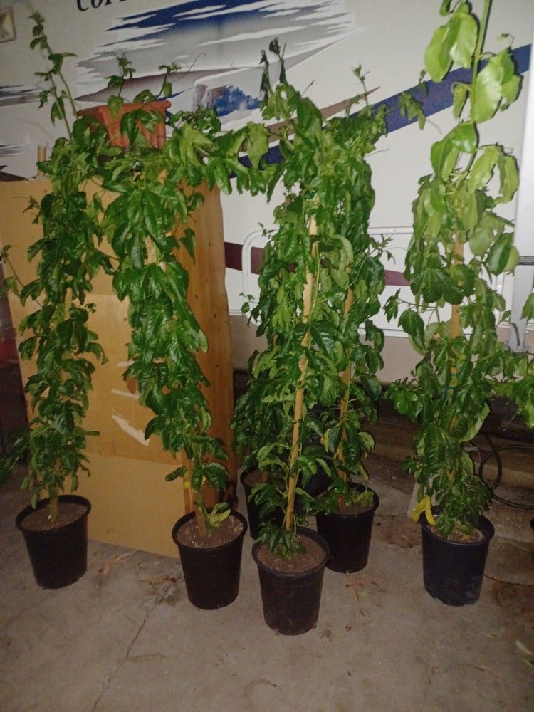 Passionfruit Plant