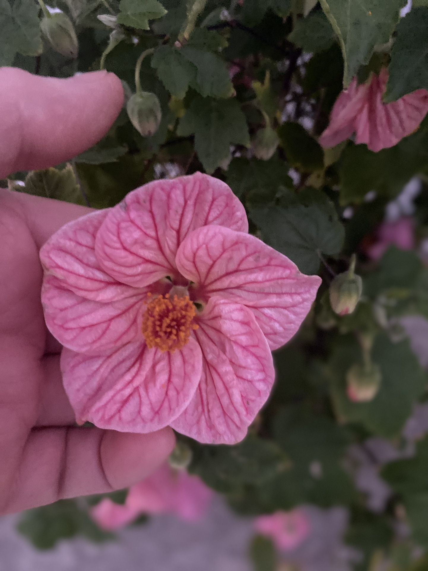 Chinese Lantern Blooming Outdoor Sun Or Shade Plant, In 5 Gallóns Pot Pick Up Only
