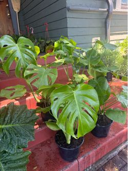 Tons of Monstera Deliciosa Plant