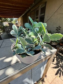 Succulent plant