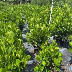Clusia Hedges 7gl 3ft 🏡$13.00