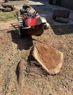 Stump/Tree
