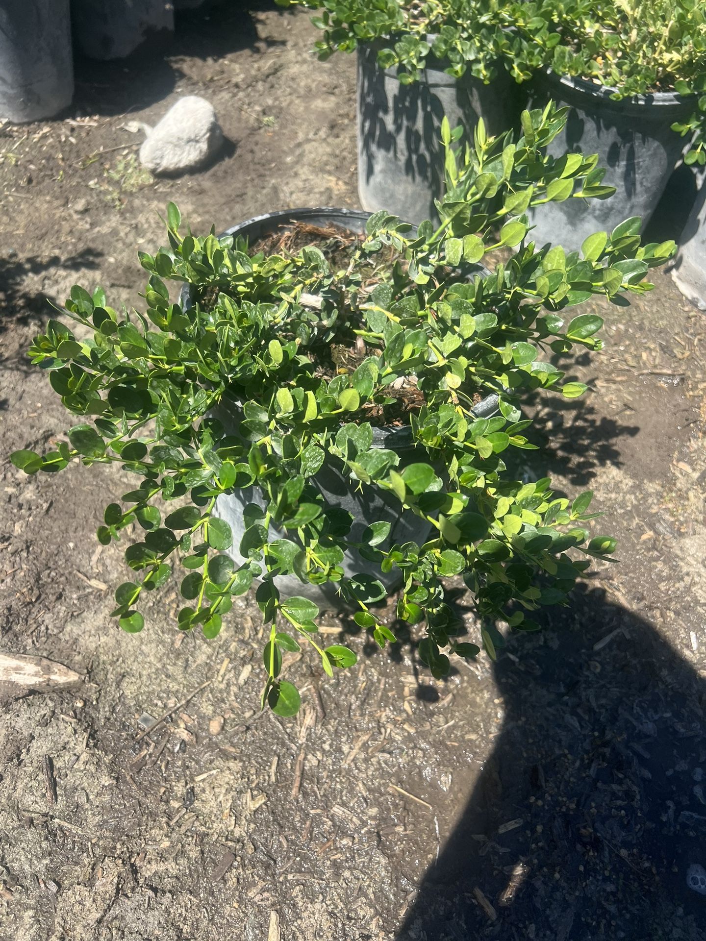 Carizas Green Carpet 5 Gallon