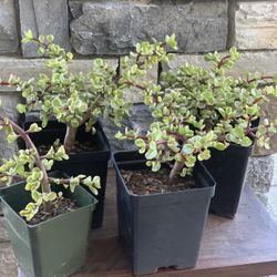 Succulent “ Elephant, Bush”  four dollars per container