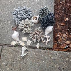 Saltwater Coral Fish Tank Grade