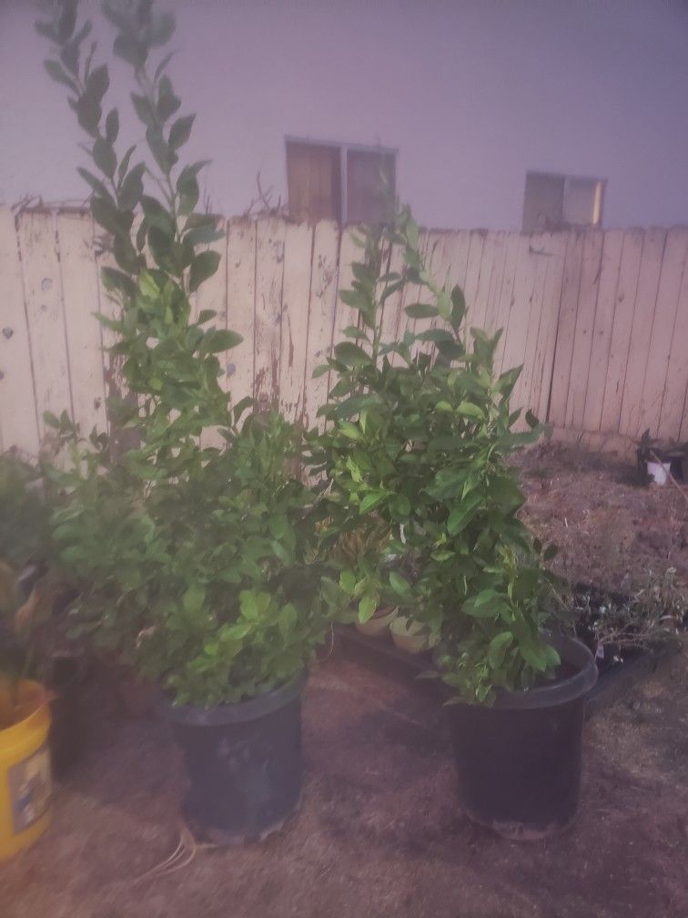 5' Tall Lemons